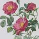 Great Redouté Lithograph