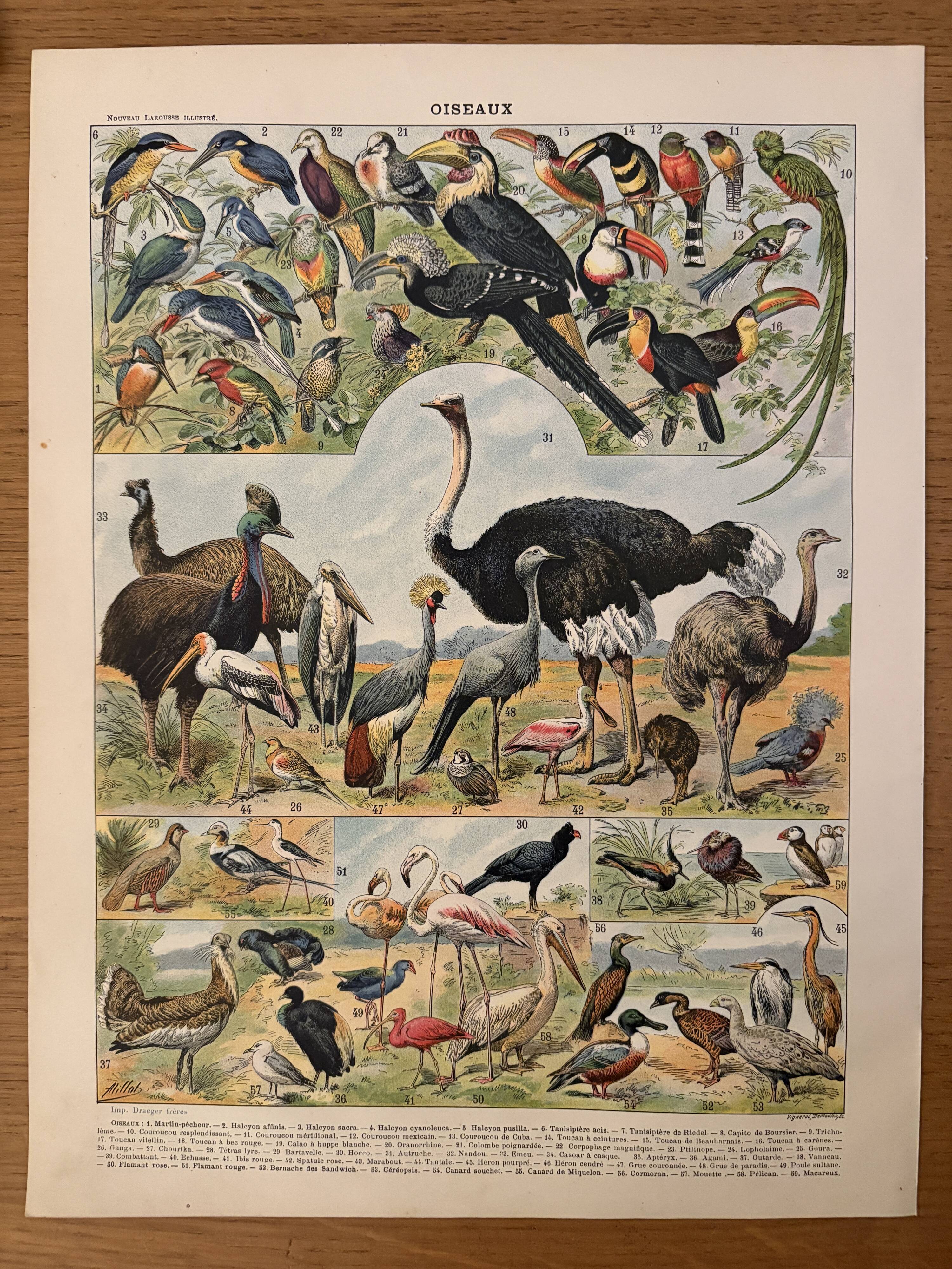 Lithographie sur les oiseaux, paon - 1900