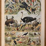 Lithograph of birds, peacock - 1900