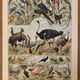 Lithograph of birds, peacock - 1900