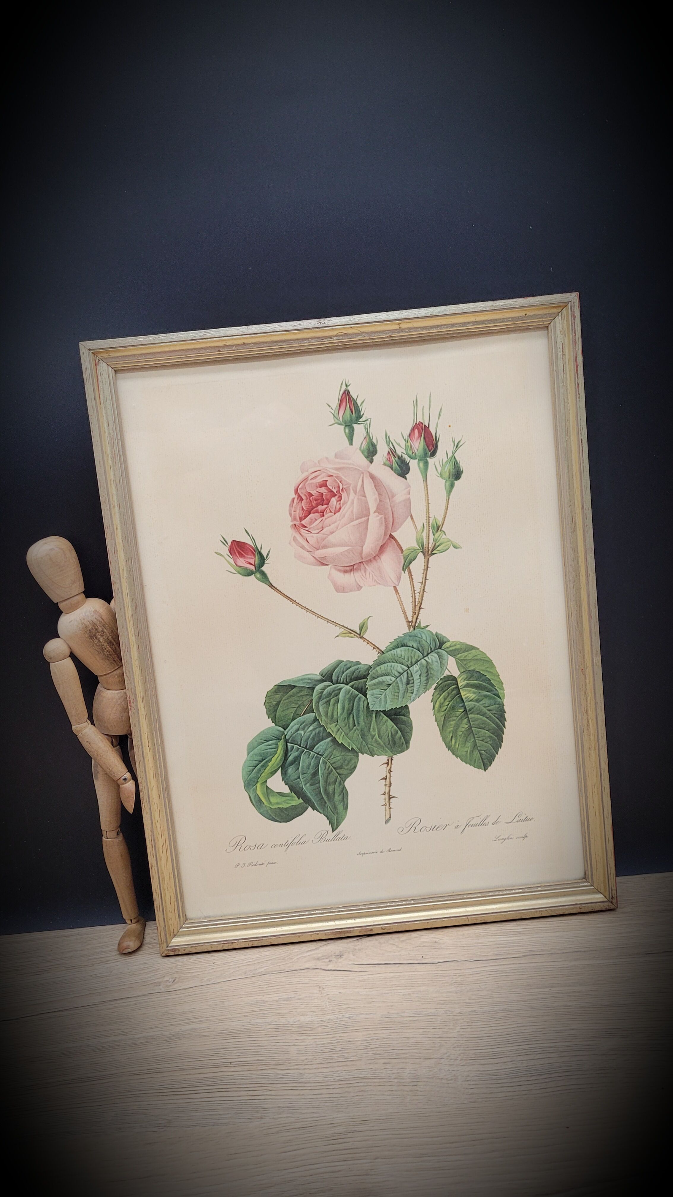 Lithograph Rose Leaves Lettuce