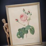 Lithograph Rose Leaves Lettuce