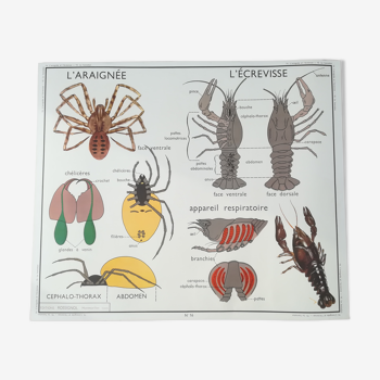 Affiche pédagogique Rossignol : L'araignée et L'écrevisse / Le hanneton.