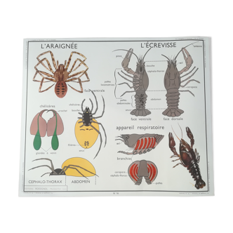 Rossignol pedagogical poster: The Spider and The Crayfish / The Hanneton.