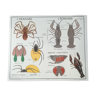 Affiche pédagogique Rossignol : L'araignée et L'écrevisse / Le hanneton.