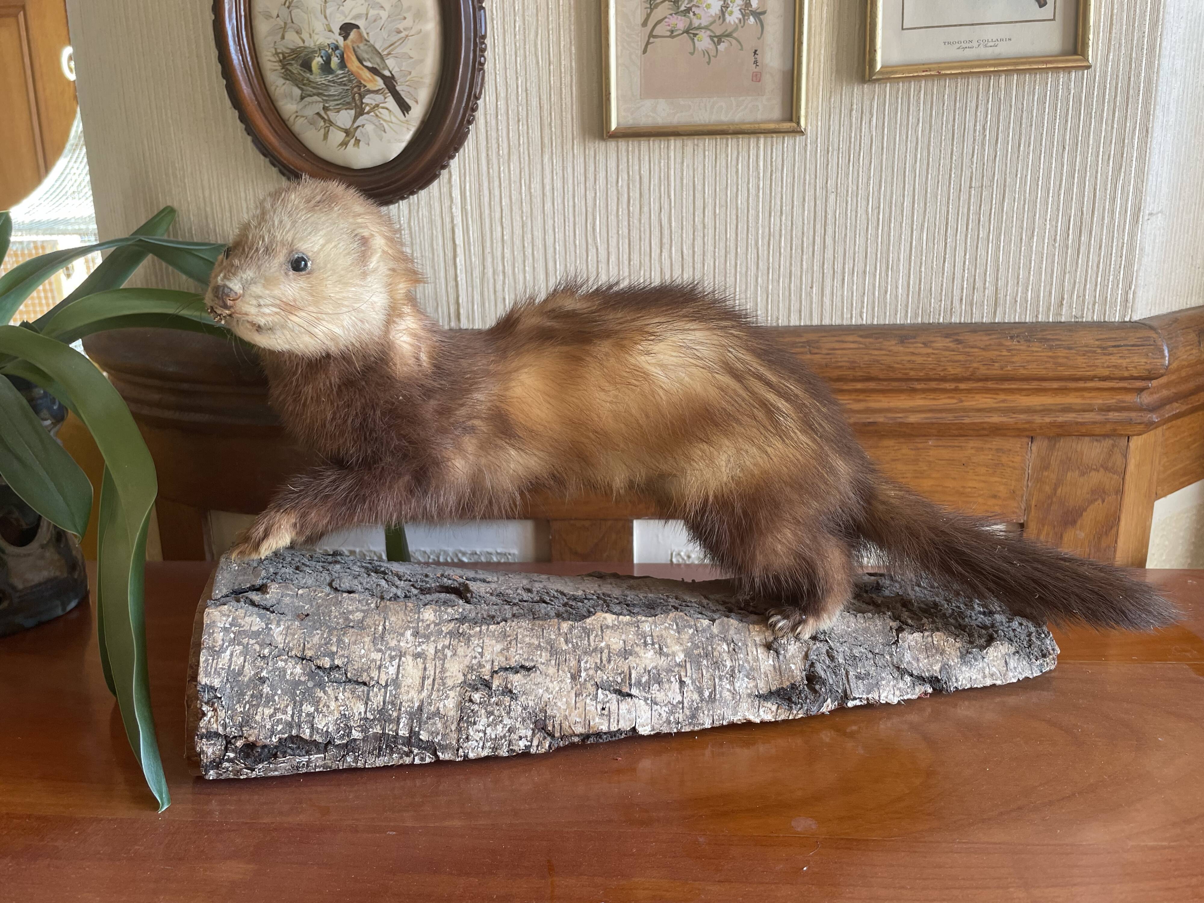 Taxidermy ferret curiosity cabinet