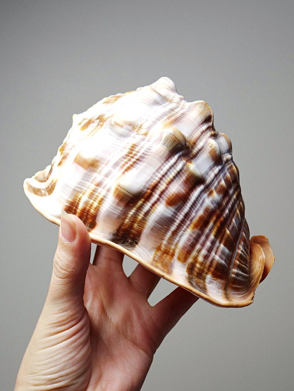 Large vintage shell cabinet of curiosities Cypraecassis rufa 15cm