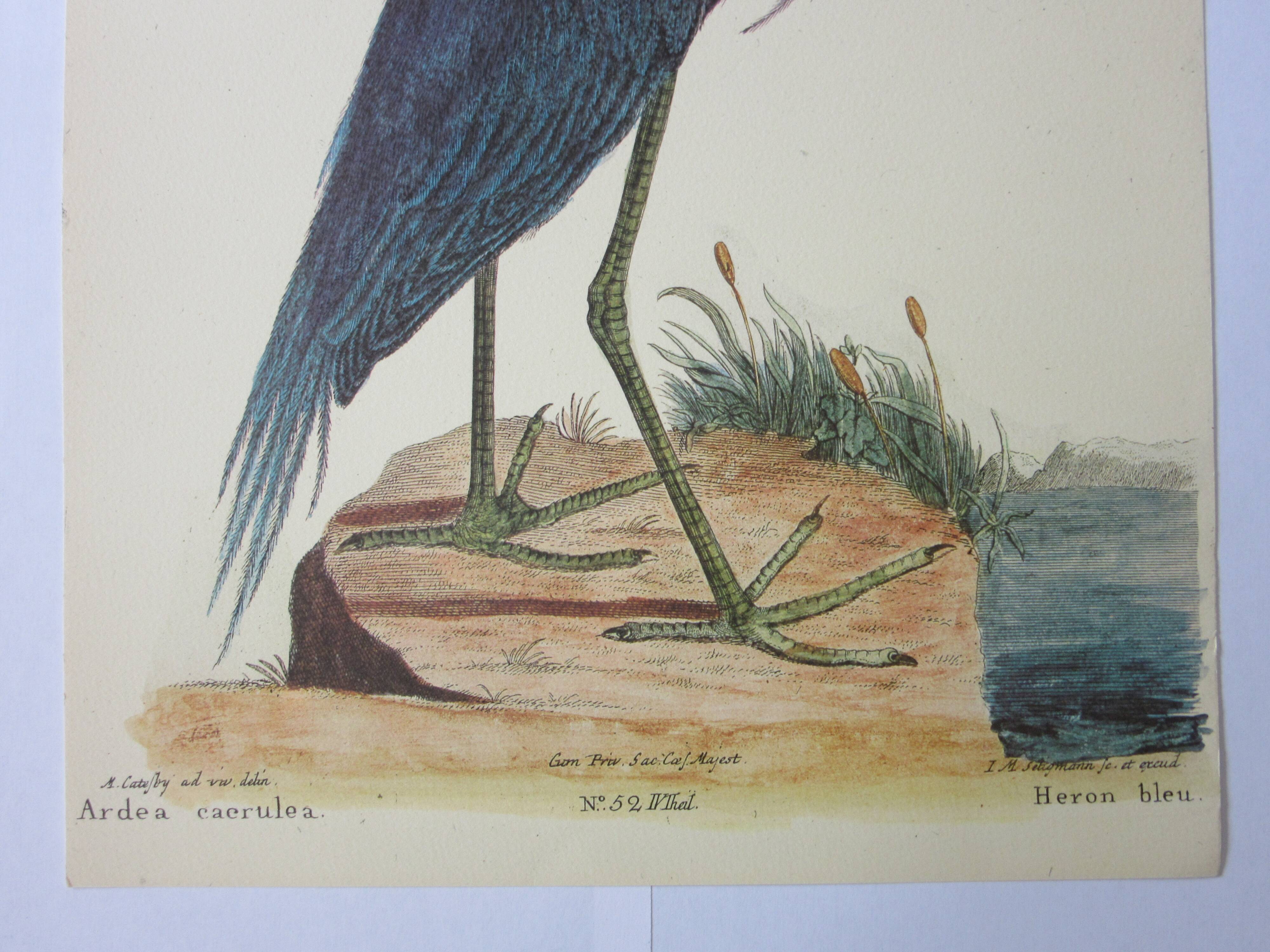 Engraving bird, blue heron, repro Catesby/Seligmann