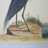 Engraving bird, blue heron, repro Catesby/Seligmann
