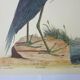Gravure oiseau, héron bleu, repro Catesby/Seligmann