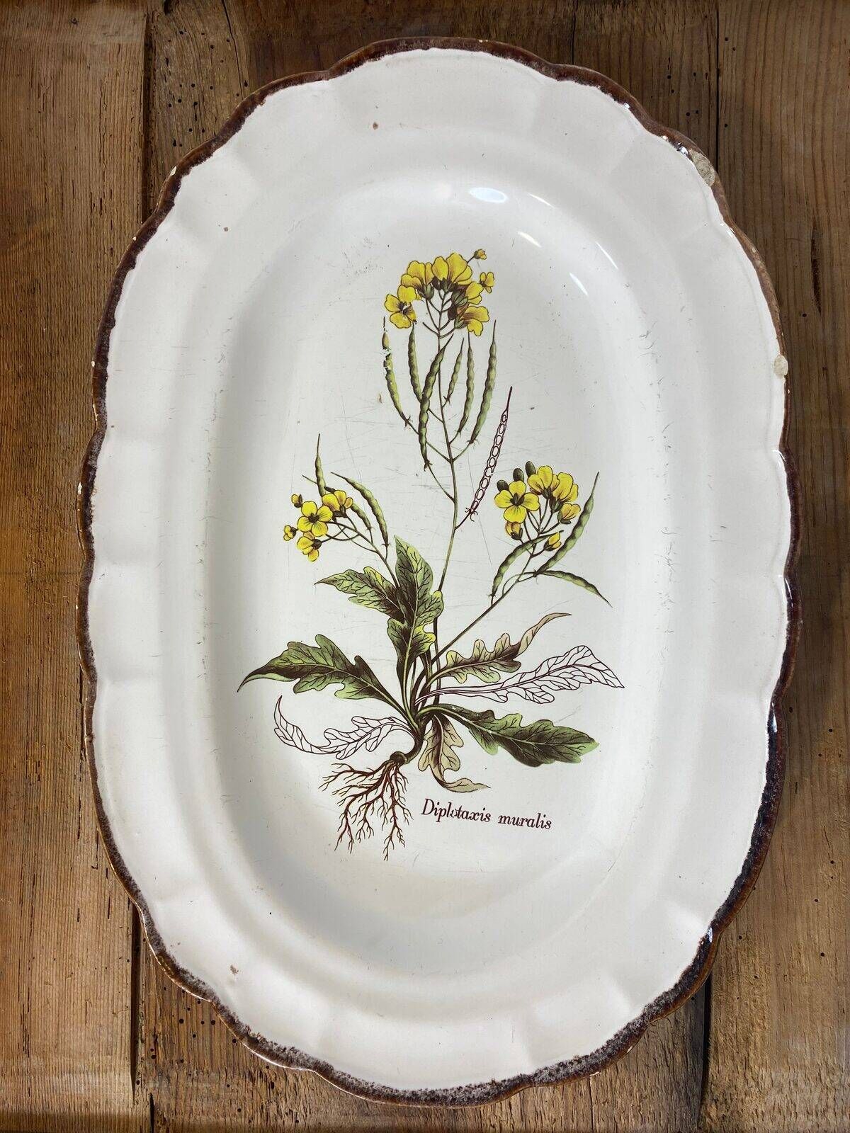 Earthenware dish with botanical decoration "Diplotaxis muralis", Haute Provence