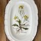 Earthenware dish with botanical decoration "Diplotaxis muralis", Haute Provence