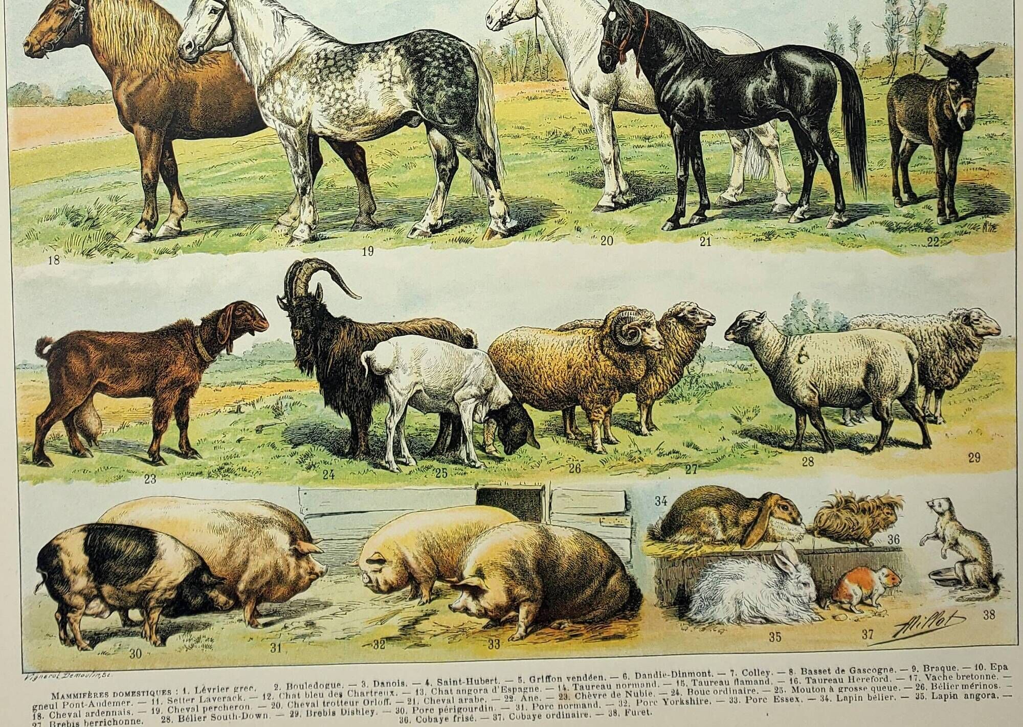 Antique engraving 1898, Mammals 4, animals, zoology • Lithograph, original illustration