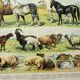 Antique engraving 1898, Mammals 4, animals, zoology • Lithograph, original illustration