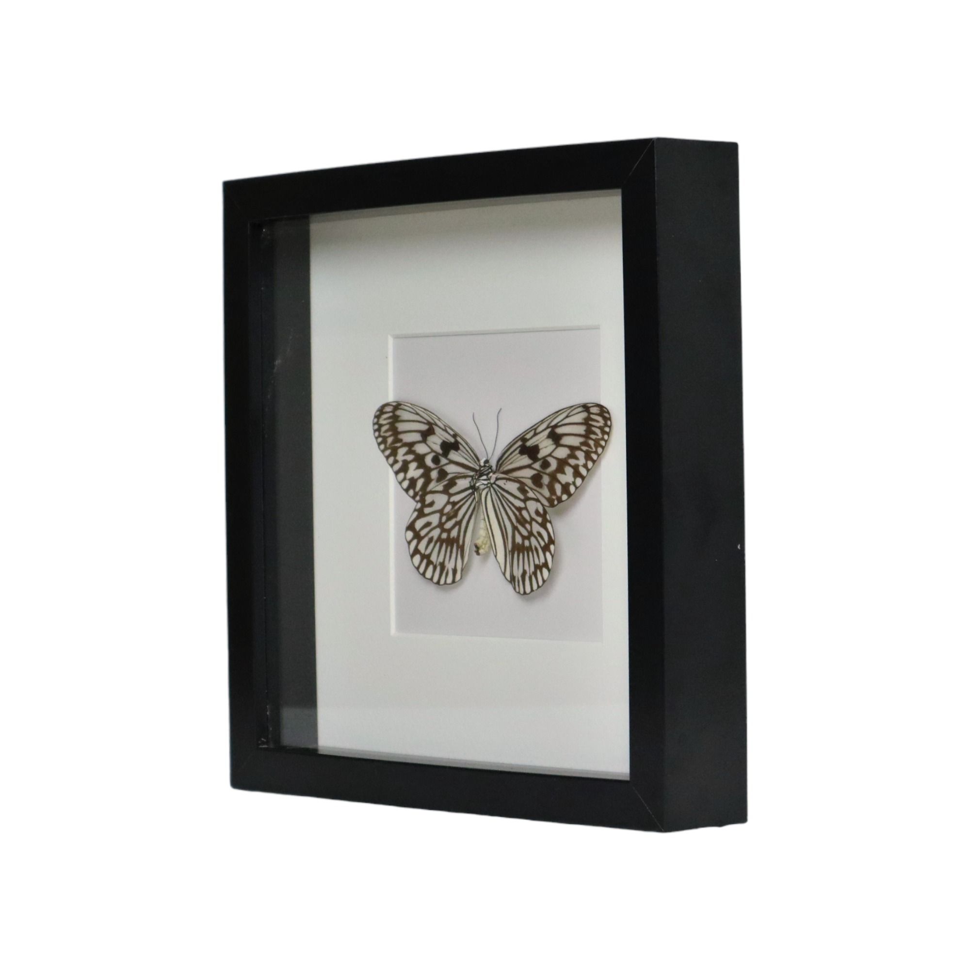 Asian Butterfly in Black Wooden Frame Insect Taxidermy Idea Idea