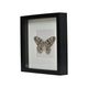 Asian Butterfly in Black Wooden Frame Insect Taxidermy Idea Idea