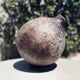 Pot Dolium
