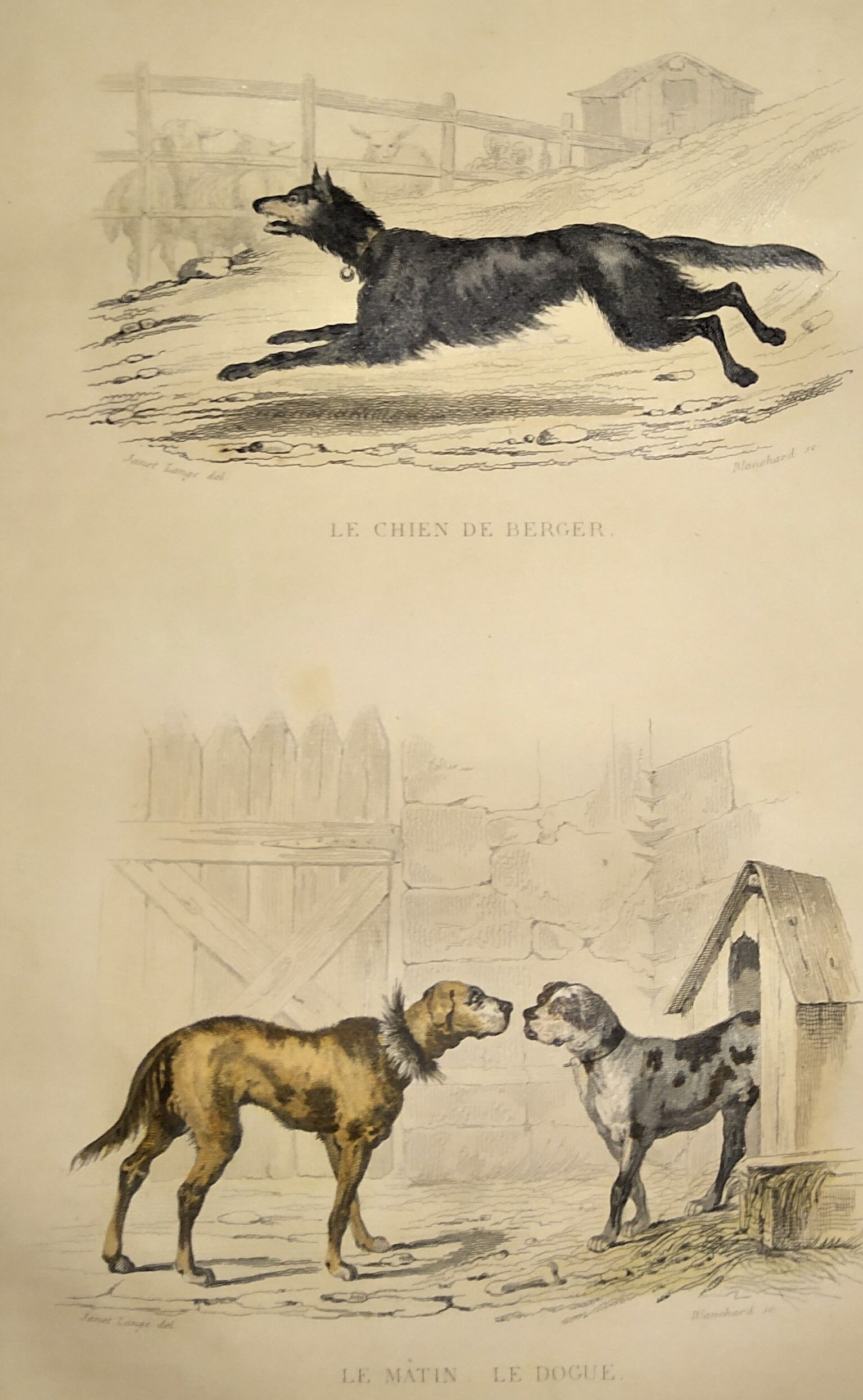 Original zoological plate of 1839 " shepherd dog, mastiff,....