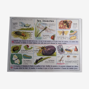 Old vintage school poster 60s insects and frogs dragonfly bee fly