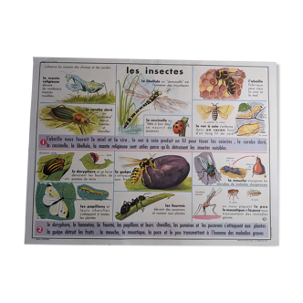 Old vintage school poster 60s insects and frogs dragonfly bee fly