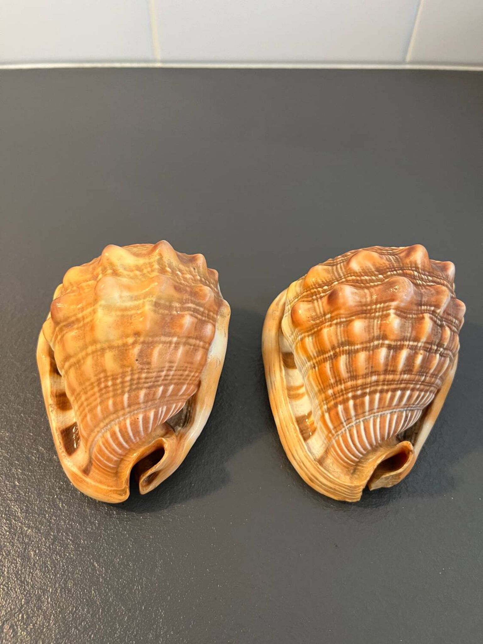 Paire gros coquillages cyprae cassis rufa