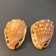 Pair of large seashells cyprae cassis rufa