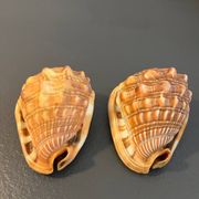 Paire gros coquillages cyprae cassis rufa