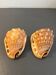 Pair of large seashells cyprae cassis rufa