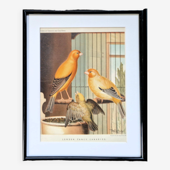 Old lithograph 1880 Canary birds