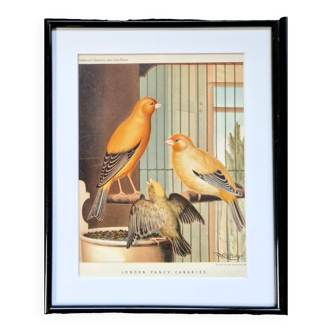 Old lithograph 1880 Canary birds