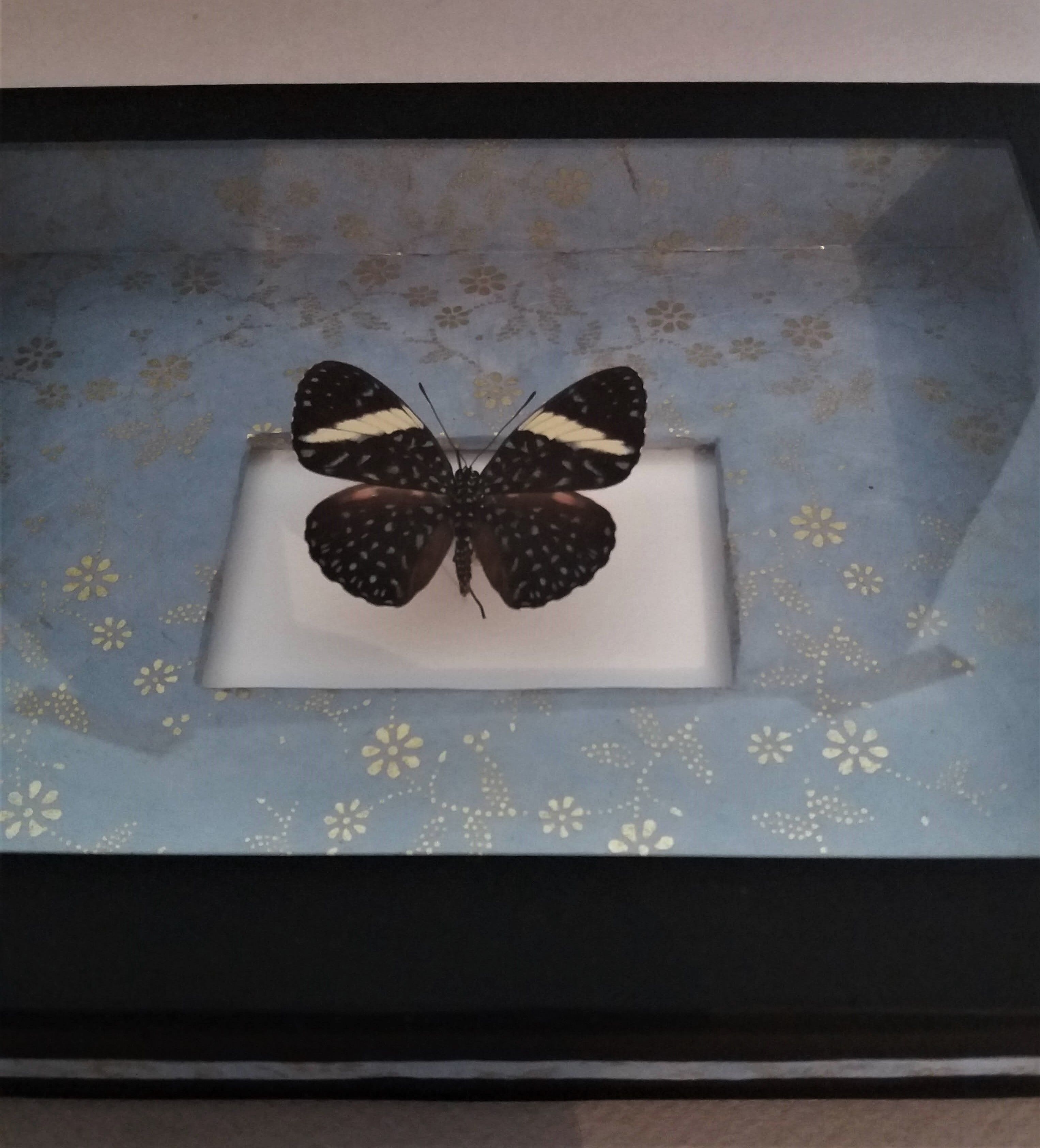 Entomology frame with butterfly hamadryas laodamia