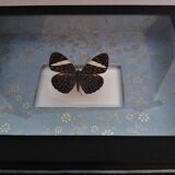 Entomology frame with butterfly hamadryas laodamia