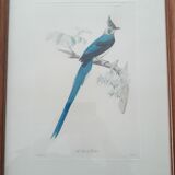Pair of animal lithographs (birds)