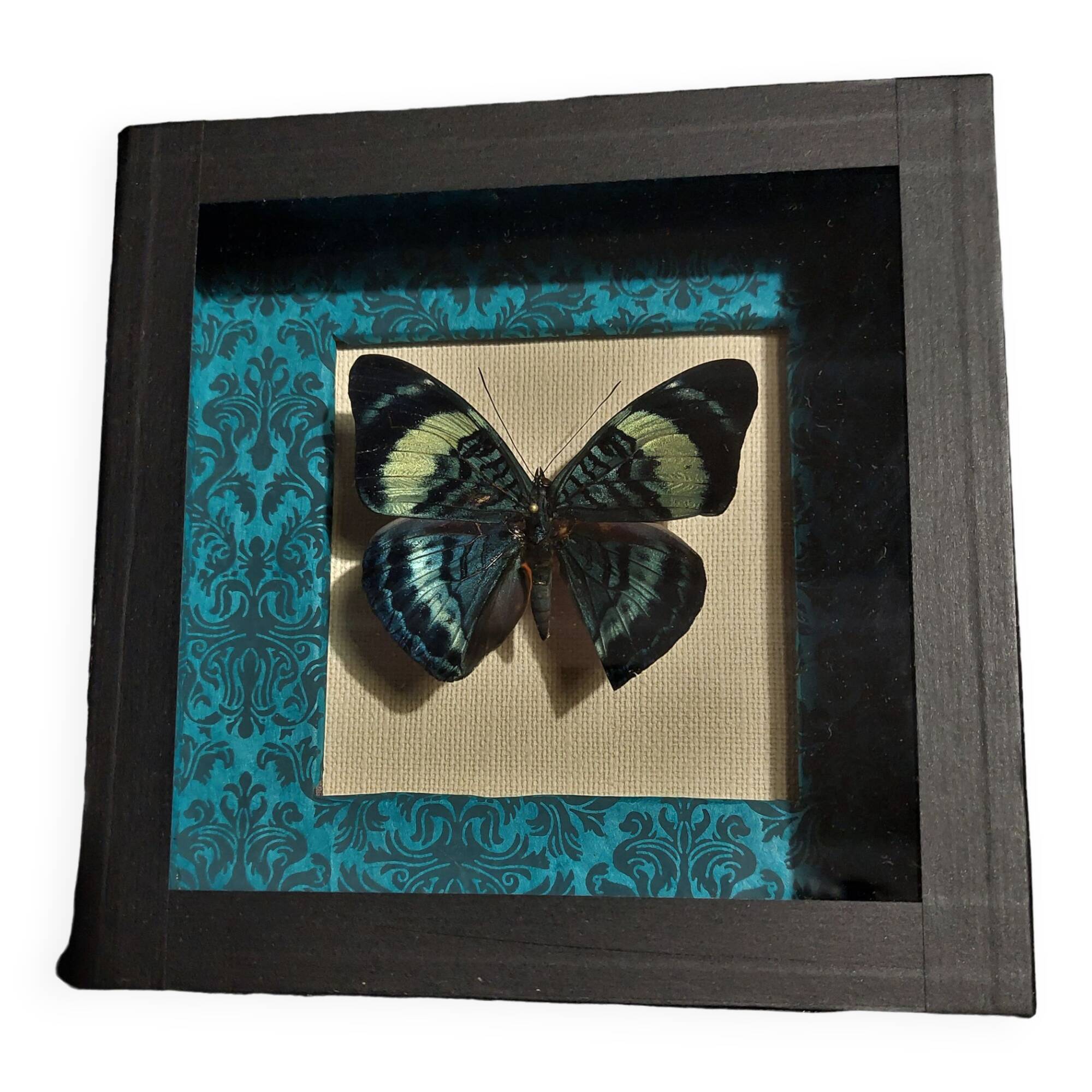 Natural history entomology butterfly frame panacea procilla