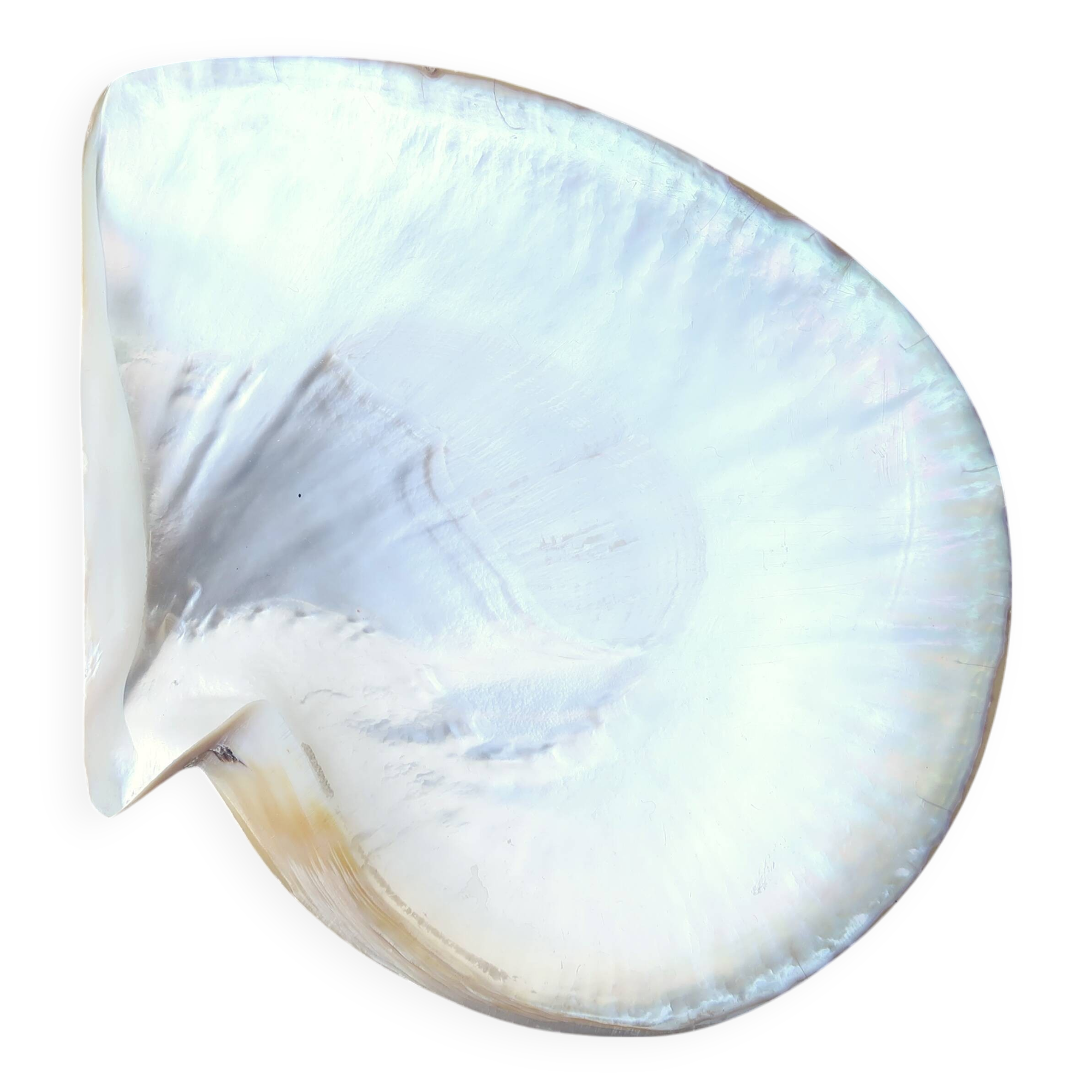 Natural pearl oyster mother-of-pearl pocket emptier, 1970s