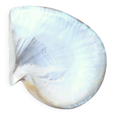 Natural pearl oyster mother-of-pearl pocket emptier, 1970s