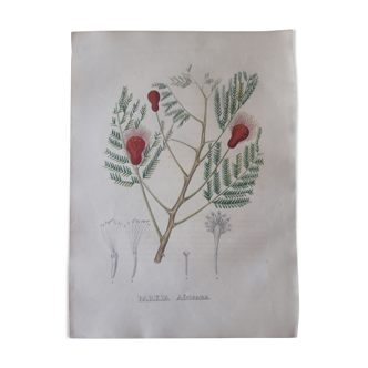 Parkia Africana botanical board, lithographed and coloured, Sertum Botanicum 1832