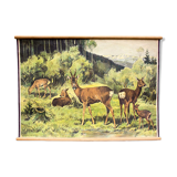 Poster "Deer" educational rack Franz Roubal 1925
