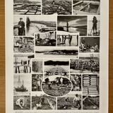 Lithographie sur les mollusques - 1930