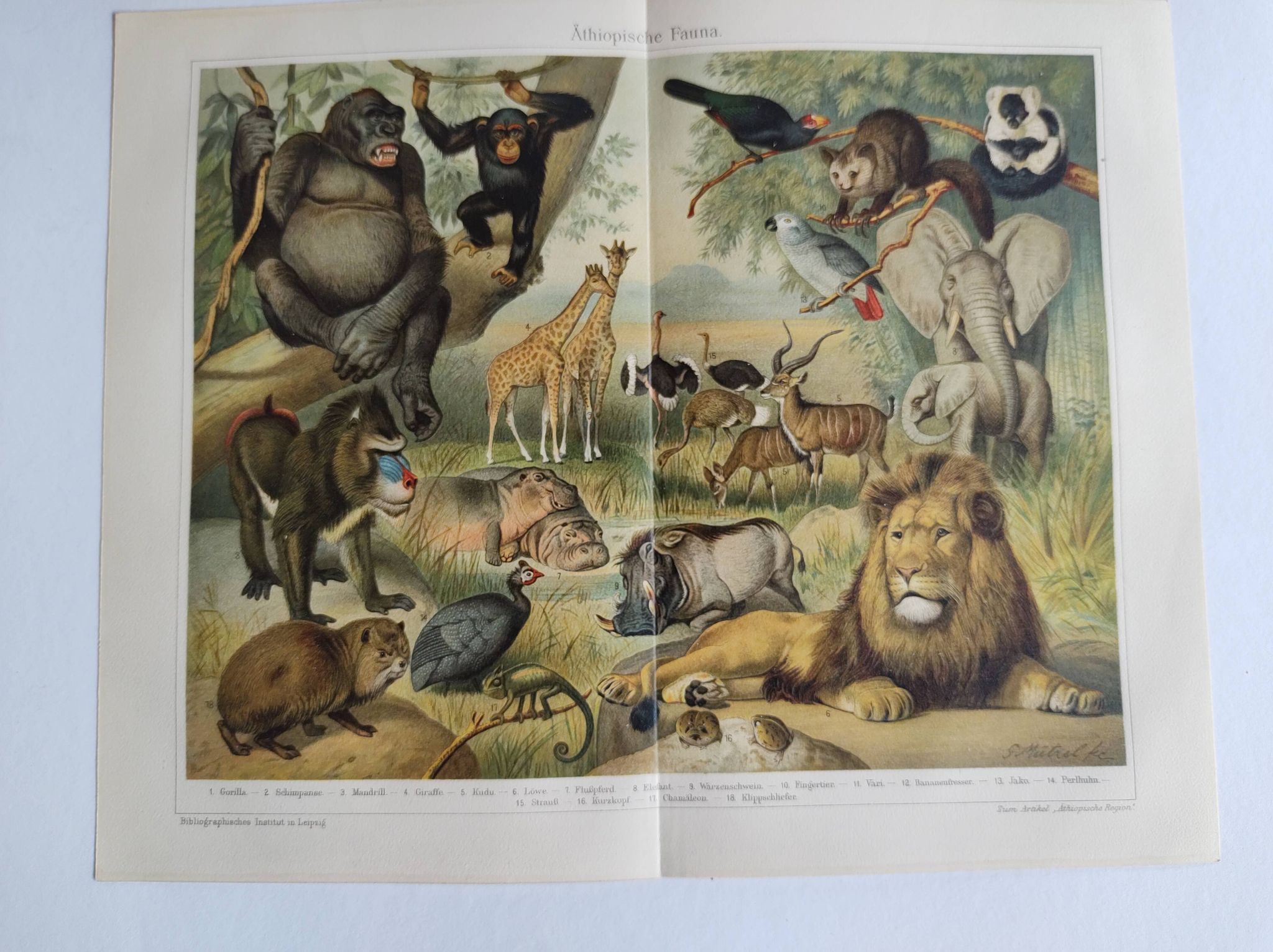 Antique engraving 1909 - Savannah fauna and animals. African lithograph
