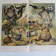 Antique engraving 1909 - Savannah fauna and animals. African lithograph