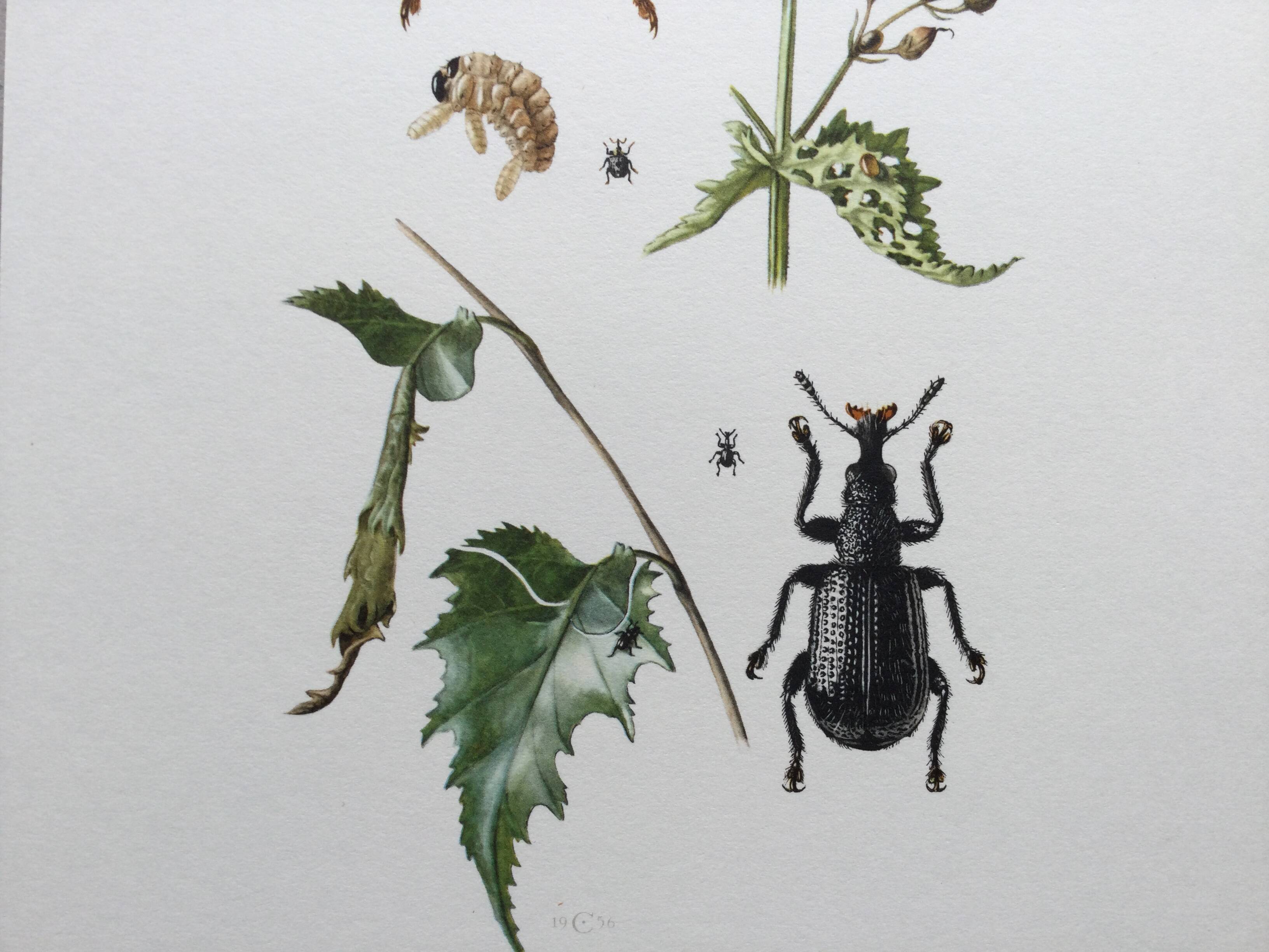 Vintage Insect Print Old Illustration from the 60s