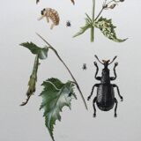 Vintage Insect Print Old Illustration from the 60s