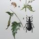 Vintage Insect Print Old Illustration from the 60s