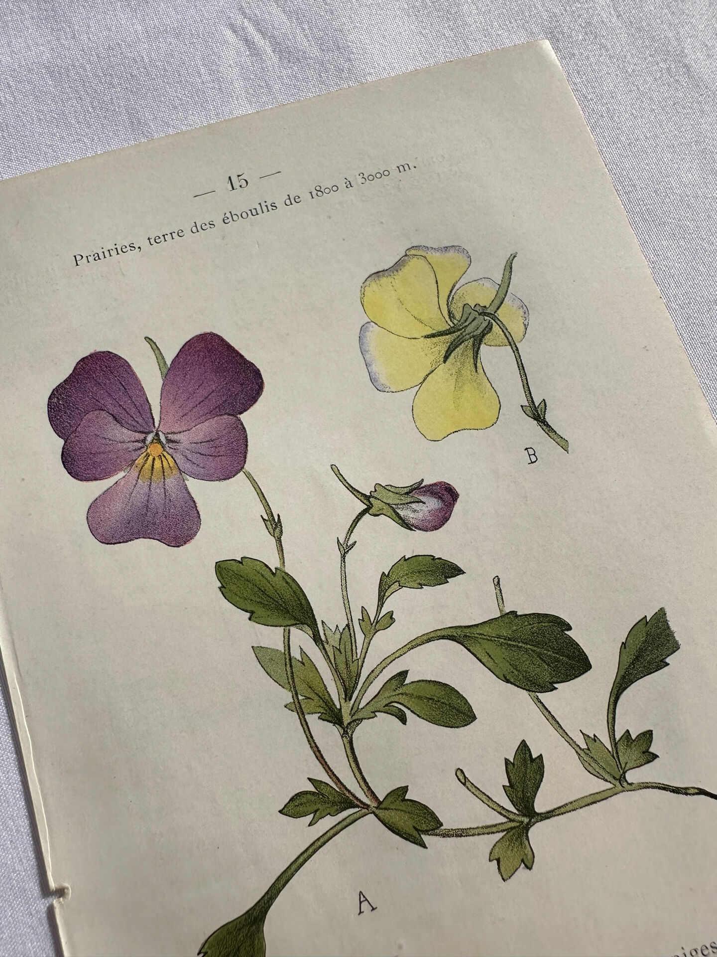 Naturalist Plate – 19th Century Botanical Engraving, Double-Sided