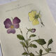Naturalist Plate – 19th Century Botanical Engraving, Double-Sided
