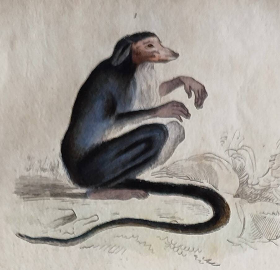 Original zoological plate "Guinea Monkey, Camail, Roloway - Buffon 1838"