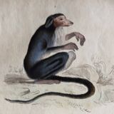 Original zoological plate "Guenon, Camail, Roloway,... - Buffon 1838