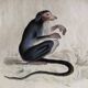 Original zoological plate "Guinea Monkey, Camail, Roloway - Buffon 1838"