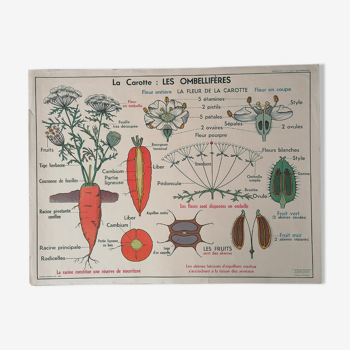 Affiche vintage scolaire MDI : Le Cerisier, Les Rosacées - La Carotte, Les Ombellifères. N2